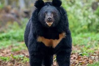 Bear, Panda, and Sino-Tibetan Homeland
