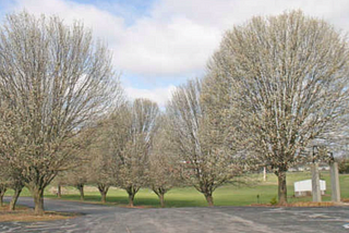 Bradford Pears