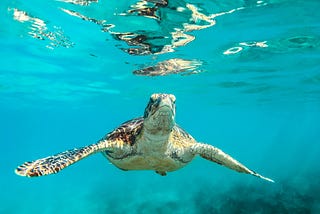 Sea Turtle