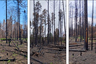 NRCS-backed balsam removal a factor in sparing Brimson house from fire