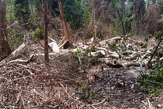 BUGOMA FOREST UNDER DEPLETION