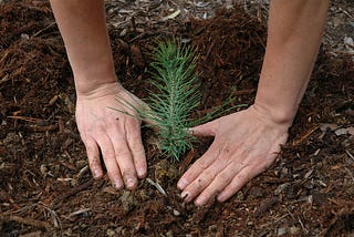 Each Urban Home is Worth 450 Mature Trees in Carbon