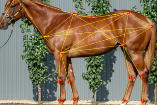 Equine Geometry: how measuring yearling angular and geometric data helps to identify horses with…