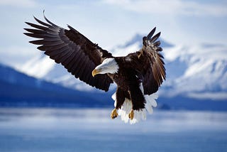 The Path of an Eagle : the valuable pattern for champions