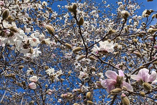 Blooming magnolias