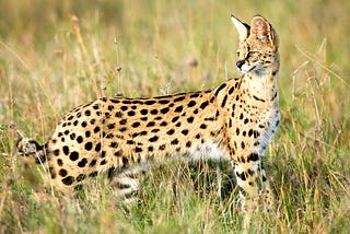 Serval Safari Tours