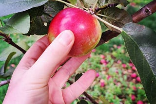 How to Make Homemade Apple Butter with Fresh Apples