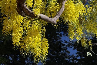 An Ode to the Amaltas