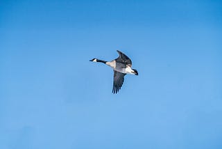 The Lone Goose: A Brief Meditation On Overcoming Life