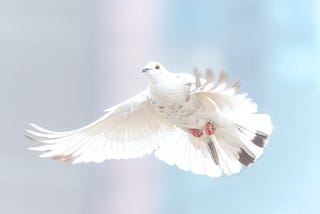 A dove proclaims peace on earth and goodwill towards all.