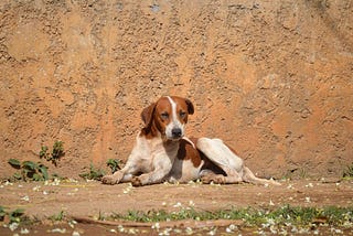 Different Breeds of Dogs in India: A Comprehensive Guide