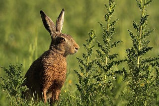 A sly looking rabbit seated next to some weeds observing something off in the distance.
