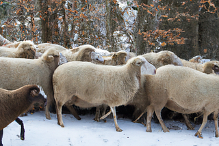 Beyond the Hammer: Navigating Biases and How To Embrace the Contrarian Path in Investments