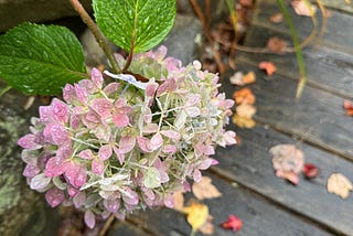 Rain Falls as Autumn Begins to Write