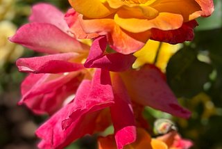 Golden Baskets of Light.. A Dainty Rose!