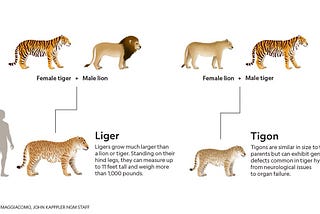 ligers