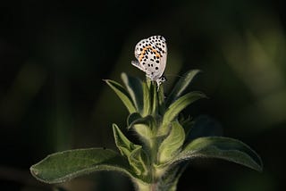 A Photographer’s Wish