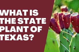 What Is The State Plant Of Texas?