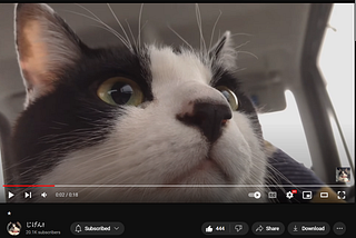 What Good Cat Videos Should Be Like