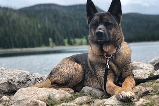 Akita Shepherd Mixed Breed: Health, Training, and Key Facts