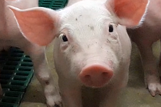 Pig-rearing can rely on artificial intelligence to tackle its challenges