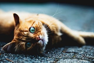 A ginger cat lies on its side on flat stones and looks directly into the camera