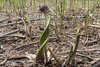 The Craziest Asparagus That I Ever Did See