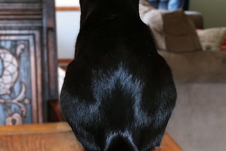 The Cat Adoption Chronicles: A Cruel Experience with FeLV