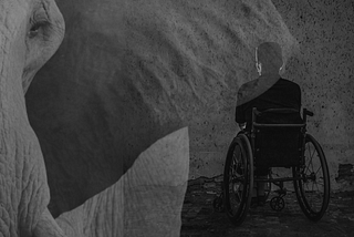 Elephant in the foreground with a man in a wheelchair in the background sitting in shadows.
