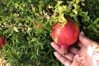 A pomegranate tree in Redding, California