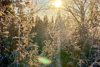 A forest of trees coated in ice. The sun is low in the sky and shining a warm glow that is reflecting everywhere and making the trees sparkle.