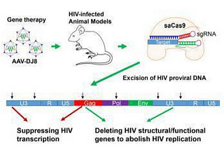 CRISPR: A hope to treat HIV