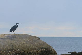 From Mynas to Macaques: The Wild Animals of Hua Hin, Thailand