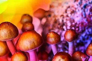 Oregon legalizes mushrooms and decriminalizes small amounts of cocaine and heroine