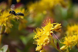 Effective Strategies for Deterring Wasps and Carpenter Bees from Your Patio and Yard