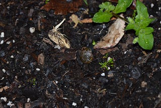 More Than Dirt: Enrichment Lies Within