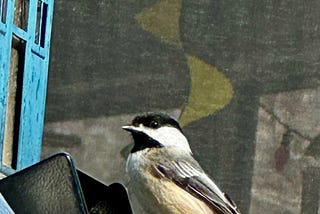 Chickadee on bird feeder