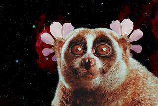 Slow Loris Sees the Future