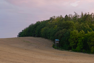 A field of harvested plant material alongside a green forest.