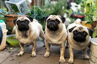 Three pug dogs, looking up, probably at their master.