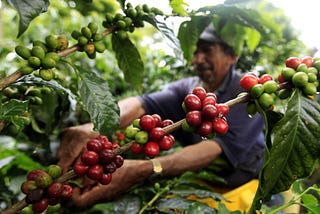 Da McDonald’s sì, ma senza caffè vegano (o qualcosa del genere)
