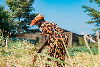 A Senegalese Rice Farmer