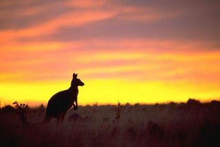 Australian Wildlife - An In-Depth Exploration