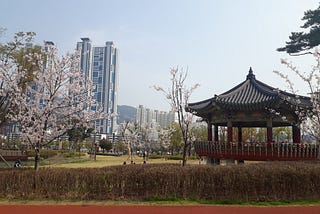 Cherry trees bloom in front of a pagoda. Tall apartment buildings can be seen in the distance.