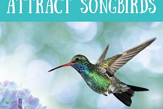 How to attract songbirds to your yard