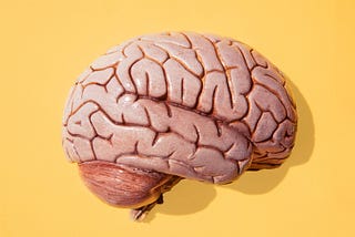 Do Big Brains Make Us Smart?