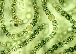 The brief story of Cyanobacteria