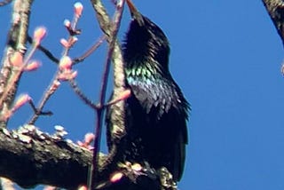 Common Grackle — Headless Now — Lyrical Prose — Moca McCarty Photo