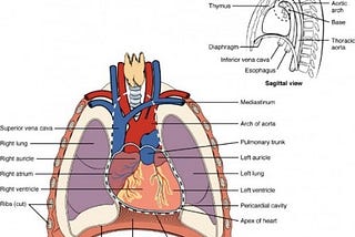 Introduction to Cardiovascular Pathologies — 1