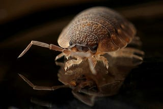 Bed Bugs Bothered Neanderthals Too